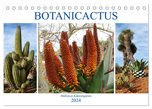 BOTANICACTUS Mallorcas Kakteengarten (Tischkalender 2024 DIN A5 quer), CALVENDO Monatskalender von CALVENDO