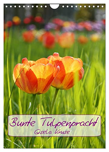 Bunte Tulpenpracht (Wandkalender 2024 DIN A4 hoch), CALVENDO Monatskalender von CALVENDO