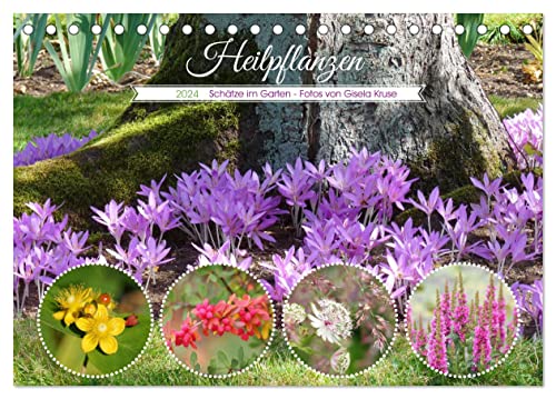 Heilpflanzen - Schätze im Garten (Tischkalender 2024 DIN A5 quer), CALVENDO Monatskalender von CALVENDO