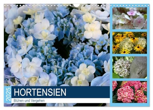 Hortensien Blühen und Vergehen (Wandkalender 2025 DIN A3 quer), CALVENDO Monatskalender von CALVENDO
