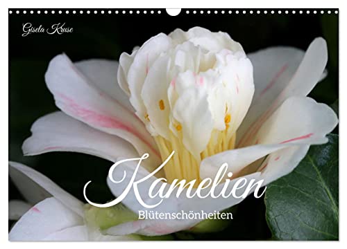 Kamelien - Blütenschönheiten (Wandkalender 2025 DIN A3 quer), CALVENDO Monatskalender von CALVENDO
