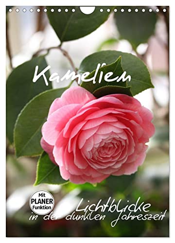 Kamelien Lichtblicke in der dunklen Jahreszeit (Wandkalender 2025 DIN A4 hoch), CALVENDO Monatskalender von CALVENDO