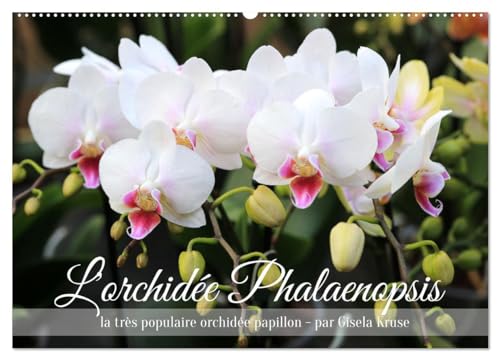 L'orchidée Phalaenopsis (Wandkalender 2025 DIN A2 quer), CALVENDO Monatskalender von CALVENDO