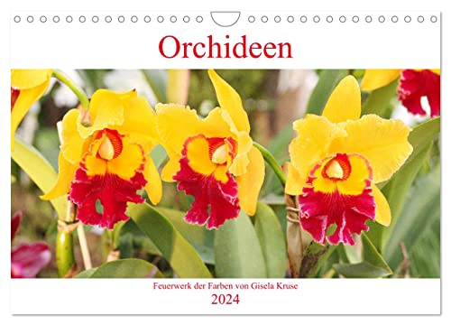 Orchideen Feuerwerk der Farben (Wandkalender 2024 DIN A4 quer), CALVENDO Monatskalender von CALVENDO