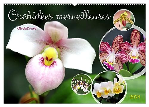 Orchidées merveilleuses (Wandkalender 2024 DIN A2 quer), CALVENDO Monatskalender