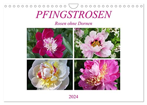 PFINGSTROSEN Rosen ohne Dornen (Wandkalender 2024 DIN A4 quer), CALVENDO Monatskalender von CALVENDO