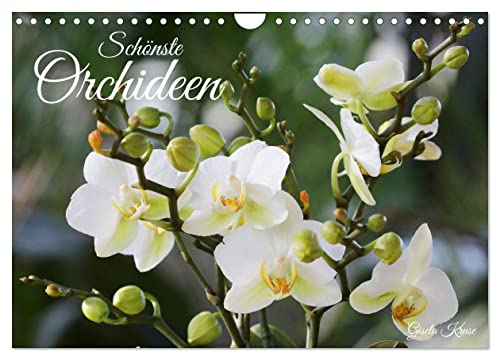 Schönste Orchideen (Wandkalender 2024 DIN A4 quer), CALVENDO Monatskalender von CALVENDO