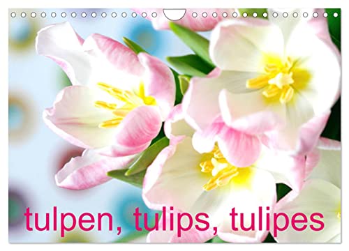 Tulpen, Tulips, Tulipes (Wandkalender 2024 DIN A4 quer), CALVENDO Monatskalender von CALVENDO
