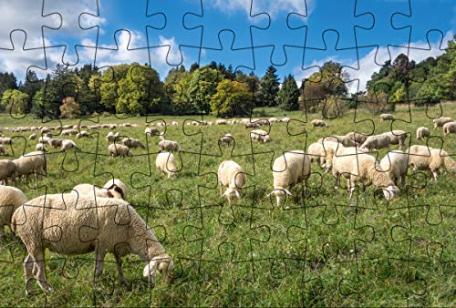 Puzzle-Postkarte Schwäbische Alb (Kultur erleben im GMEINER-Verlag): Motiv: Schafherde auf Wiese von Gmeiner-Verlag GmbH
