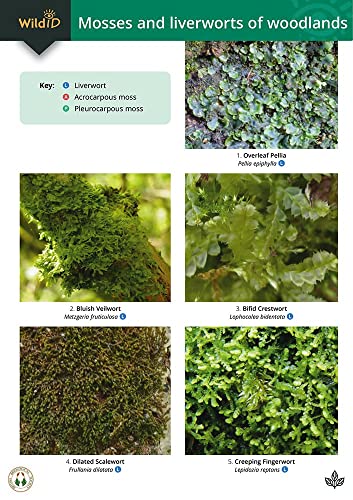 Guide to Mosses and Liverworts of Woodlands von Field Studies Council