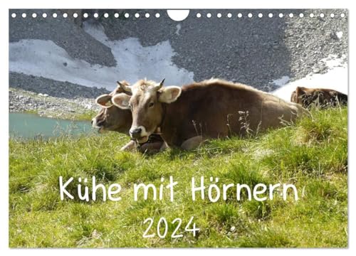 Kühe mit Hörnern (Wandkalender 2024 DIN A4 quer), CALVENDO Monatskalender: Kühe mit Hörnern auf der Weide und bei der Arbeit von CALVENDO