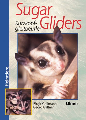 Sugar Gliders: Kurzkopfgleitbeutler