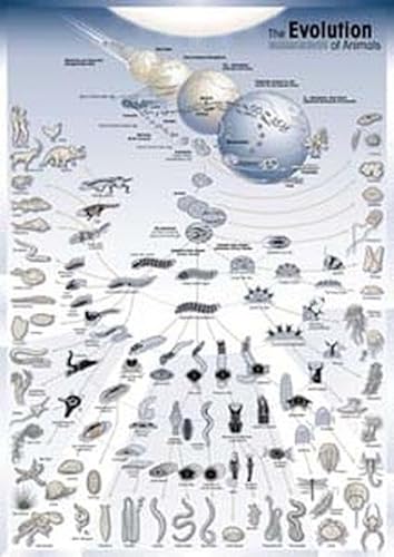 The Evolution of Animals: Poster and Explanation (Senkenberg-Poster)