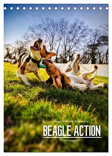 Beagle Action - Wilde Kuscheltiere (Tischkalender 2024 DIN A5 hoch), CALVENDO Monatskalender von CALVENDO