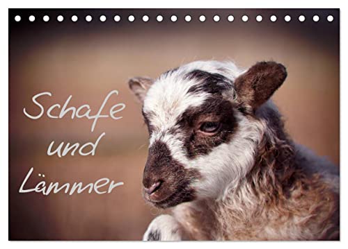 Schafe und Lämmer (Tischkalender 2024 DIN A5 quer), CALVENDO Monatskalender von CALVENDO