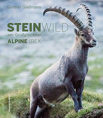 Steinwild am Großglockner: Alpine Ibex