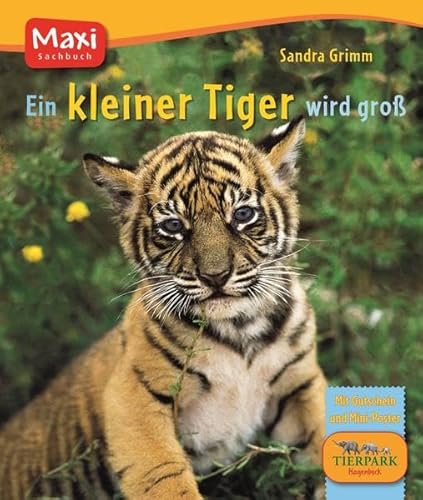 Ein kleiner Tiger wird groß