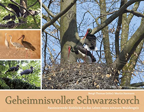 Geheimnisvoller Schwarzstorch: Faszinierende Einblicke in das Leben eines scheuen Waldvogels Geheimnisvoller Schwarzstorch: Faszinierende Einblicke in das Leben eines scheuen Waldvogels