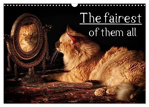 The fairest of them all (Wall Calendar 2025 DIN A3 landscape), CALVENDO 12 Month Wall Calendar: Norwegian forest cats with the Muenster Blues in their blood!