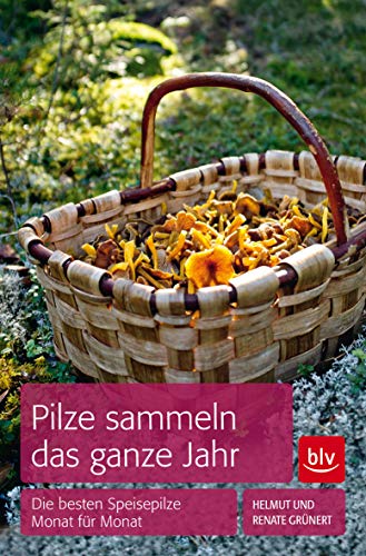 Pilze sammeln das ganze Jahr: Die besten Speisepilze Monat für Monat