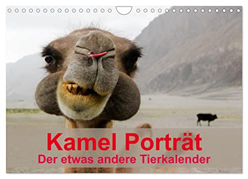 Kamel Porträt (Wandkalender 2024 DIN A4 quer), CALVENDO Monatskalender von CALVENDO