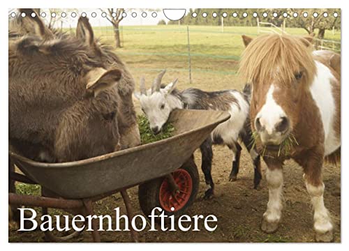 Bauernhoftiere (Wandkalender 2025 DIN A4 quer), CALVENDO Monatskalender von CALVENDO