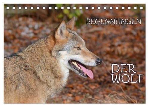 Begegnungen DER WOLF (Tischkalender 2025 DIN A5 quer), CALVENDO Monatskalender: Der Wolf - fantastische Bilder vom Isegrim. von CALVENDO