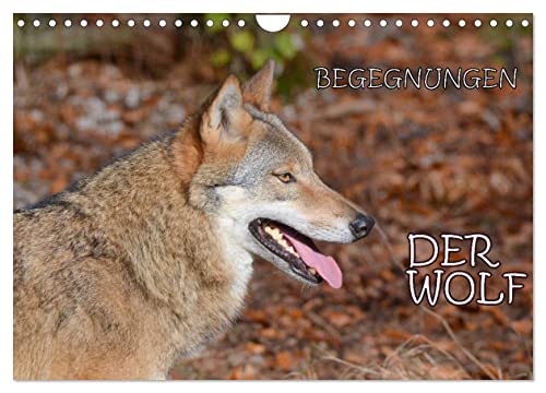 Begegnungen DER WOLF (Wandkalender 2025 DIN A4 quer), CALVENDO Monatskalender von CALVENDO