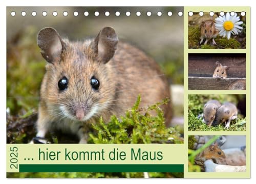 ... hier kommt die Maus ... (Tischkalender 2025 DIN A5 quer), CALVENDO Monatskalender von CALVENDO