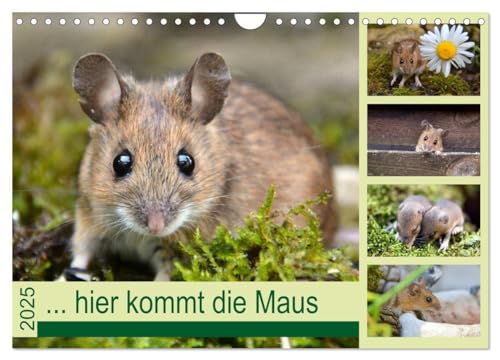 ... hier kommt die Maus ... (Wandkalender 2025 DIN A4 quer), CALVENDO Monatskalender: Zauberhafte Bilder einer kleinen Maus von CALVENDO
