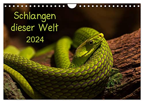 Schlangen dieser Welt (Wandkalender 2024 DIN A4 quer), CALVENDO Monatskalender
