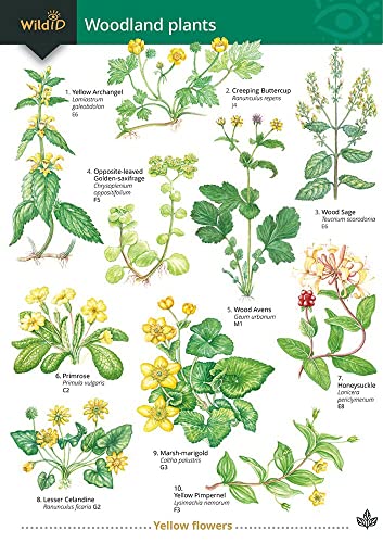 Guide to Woodland Plants (Field Studies Council Occasional Publications S.)