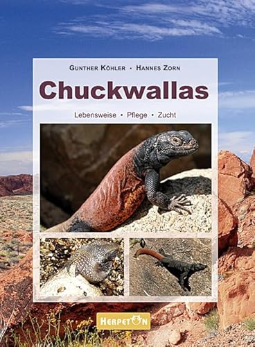 Chuckwallas: Lebensweise, Pflege, Zucht von Herpeton Verlag