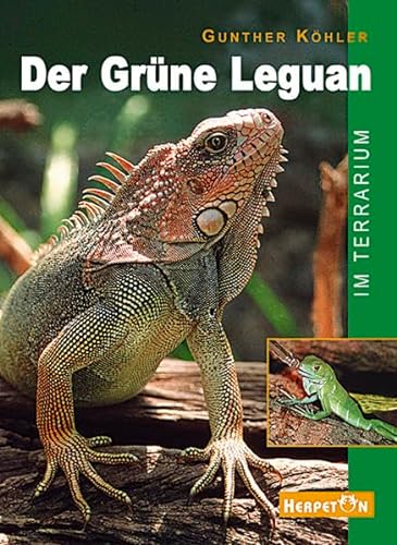 Der Grüne Leguan im Terrarium: Pflege und Zucht