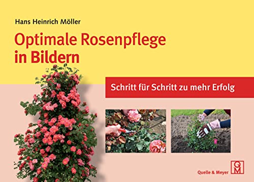Optimale Rosenpflege in Bildern: Schritt für Schritt zu mehr Erfolg