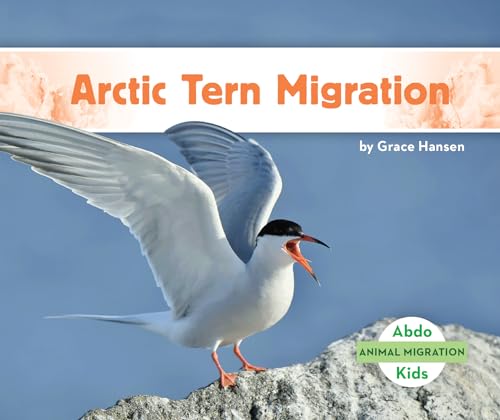 Arctic Tern Migration (Animal Migration)