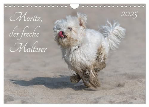 Moritz, der freche Malteser (Wandkalender 2025 DIN A4 quer), CALVENDO Monatskalender von CALVENDO