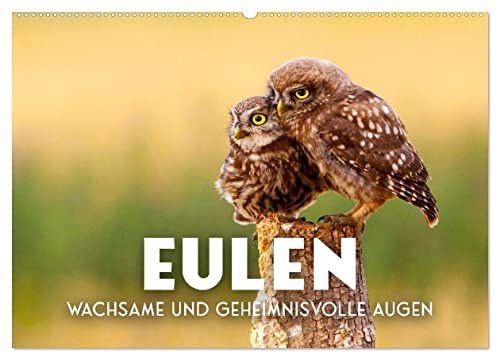 Eulen - Wachsame und geheimnisvolle Augen (Wandkalender 2024 DIN A2 quer), CALVENDO Monatskalender