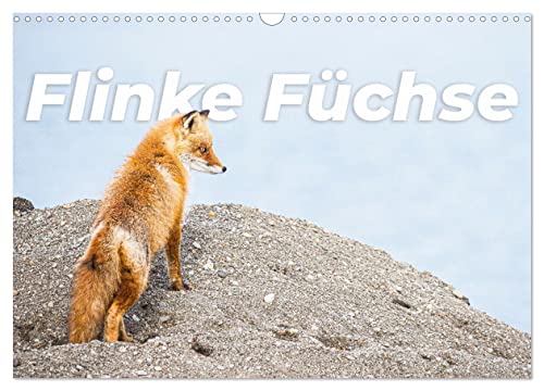 Flinke Füchse (Wandkalender 2024 DIN A3 quer), CALVENDO Monatskalender von CALVENDO