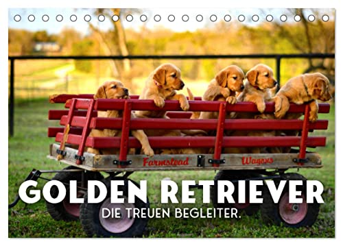 Golden Retriever - Die treuen Begleiter. (Tischkalender 2024 DIN A5 quer), CALVENDO Monatskalender von CALVENDO