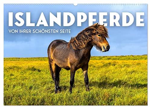 Islandpferde - Von ihrer schönsten Seite (Wandkalender 2024 DIN A2 quer), CALVENDO Monatskalender