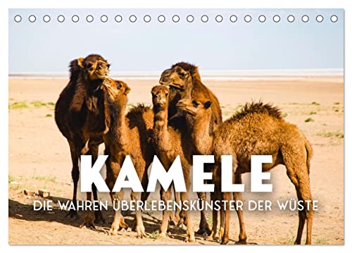 Kamele - die wahren Überlebenskünstler der Wüste. (Tischkalender 2024 DIN A5 quer), CALVENDO Monatskalender