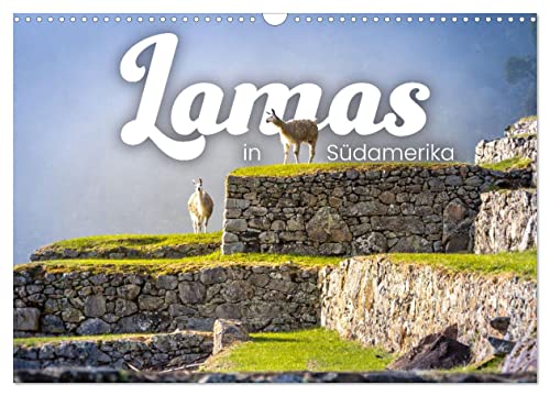 Lamas in Südamerika (Wandkalender 2024 DIN A3 quer), CALVENDO Monatskalender von CALVENDO