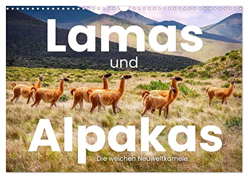 Lamas und Alpakas - Die weichen Neuweltkamele. (Wandkalender 2024 DIN A3 quer), CALVENDO Monatskalender