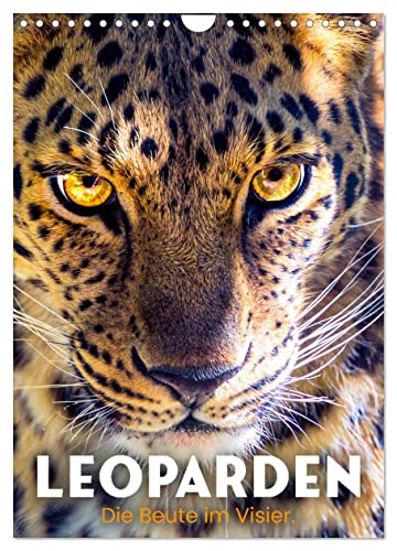 Leoparden - Die Beute im Visier. (Wandkalender 2025 DIN A4 hoch), CALVENDO Monatskalender von CALVENDO