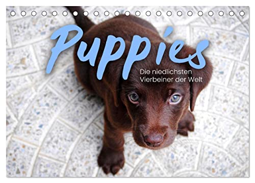 Puppies - Die niedlichsten Vierbeiner der Welt. (Tischkalender 2024 DIN A5 quer), CALVENDO Monatskalender