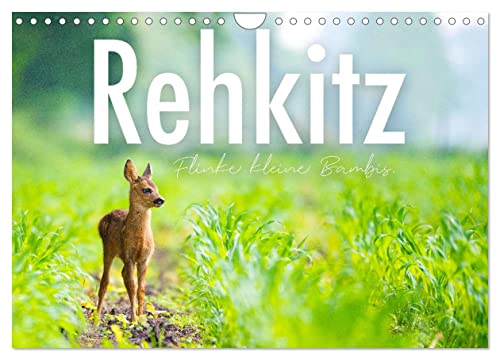 Rehkitz - Flinke kleine Bambis. (Wandkalender 2024 DIN A4 quer), CALVENDO Monatskalender von CALVENDO