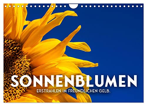 Sonnenblumen - Erstrahlen im freundlichen Gelb. (Wandkalender 2024 DIN A4 quer), CALVENDO Monatskalender von CALVENDO