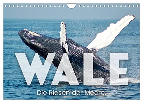 Wale - Die Riesen der Meere. (Wandkalender 2024 DIN A4 quer), CALVENDO Monatskalender von CALVENDO