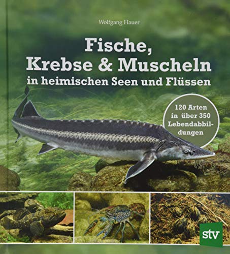 Fische, Krebse & Muscheln in heimischen Seen und Flüssen: 120 Arten in über 350 Lebendabbildungen von Stocker Leopold Verlag